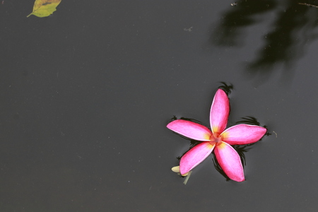 Top view of pink plumeria flower floating on waterの写真素材