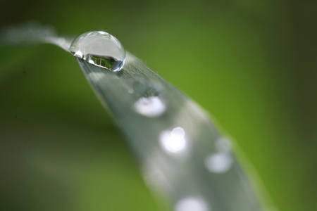 Close up rain drops on grass leaf in grass fieldの写真素材