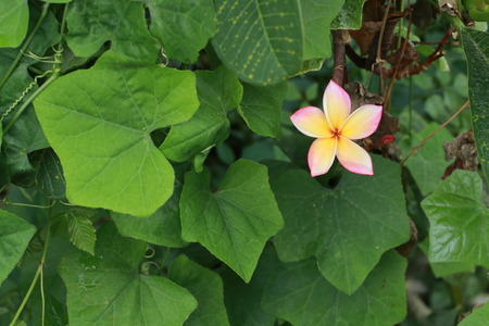 Close up pink flower and green leaves in the gardenの写真素材