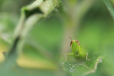 Portrait of small green grasshopper on grass leafの写真素材