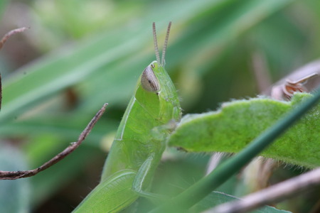 Portrait of small green grasshopper on grass leafの写真素材