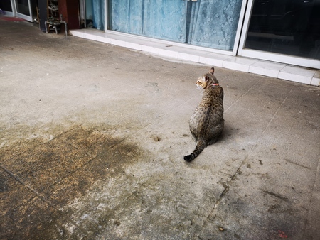 Close up  tabby cat sitting on the groundの写真素材