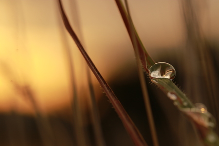 Close up dew drop on grass leaf on orange light backgroundの写真素材