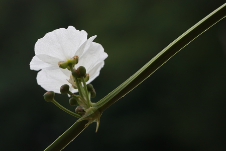 Transparent white flower on black backgroundの写真素材