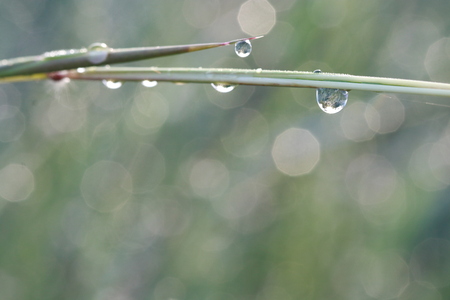 Macro of dew drops under grass leafの写真素材