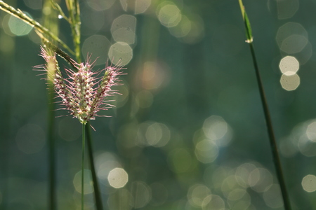 Transparent brown grass flowers in grass field and white bokeh on green backgroundの写真素材