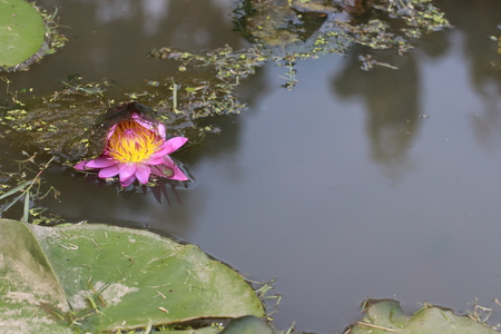 Purple lotus flower in lotus pondの写真素材