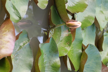 Purple lotus flower in lotus pondの写真素材