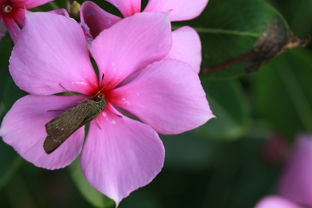 Close up small grey butterfly on pink flowerの写真素材