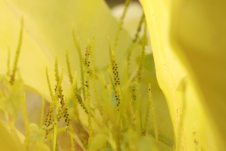 Close up small seeds of green plantsの写真素材