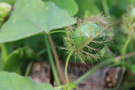 Close up green bud of plant in the gardenの写真素材