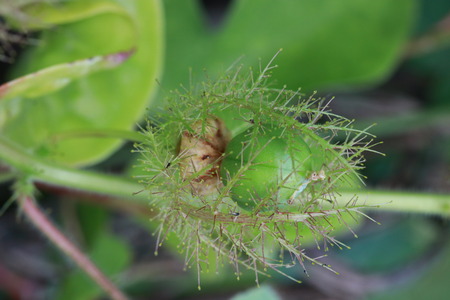 Close up green bud of plant in the gardenの写真素材
