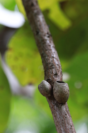 Close up insect nest on small trunk treeの写真素材