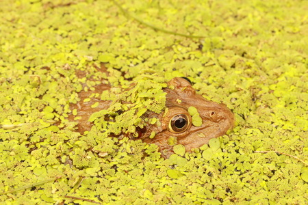 Close up the face of big frog under ducweed in the pondの写真素材