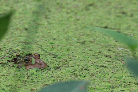 Close up the face of big frog under ducweed in the pondの写真素材
