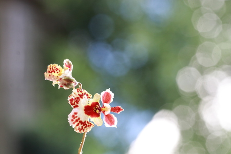 Small purple and white orchid flowers and white bokeh on green backgroundの写真素材