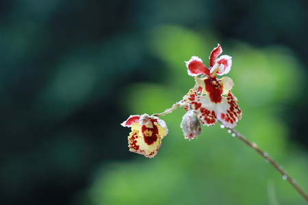 Small purple and white orchid flowers and white bokeh on green backgroundの写真素材