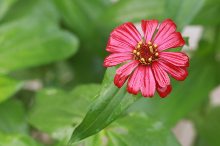 Top view of red zinnia flower on green backgroundの写真素材