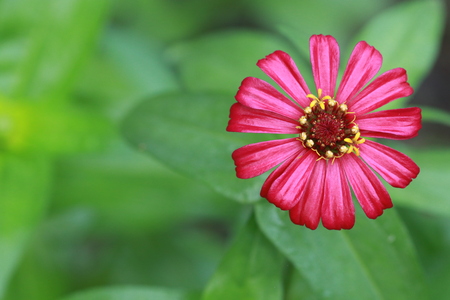Top view of red zinnia flower on green backgroundの写真素材