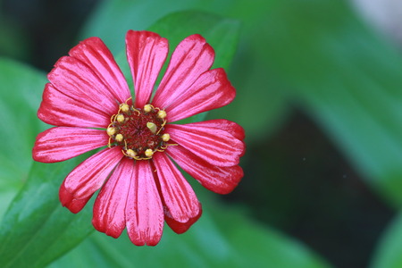 Top view of red zinnia flower on green backgroundの写真素材