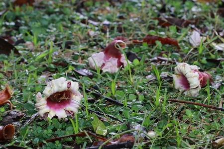 Many purple flowers falling on grass groundの写真素材