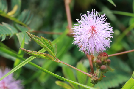 Close up pink glass flower in grass fieldの写真素材