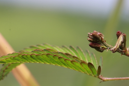 Transparent small green leaves on green backgroundの写真素材