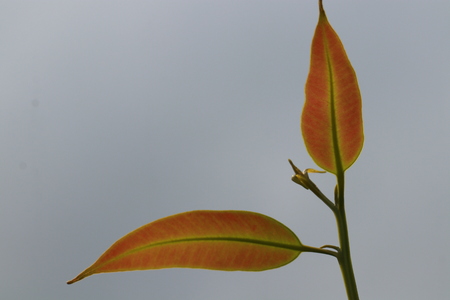 Transparent young orange leaves and blue skyの写真素材