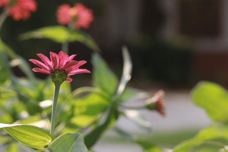 Transparent zinnia flower  in the gardenの写真素材