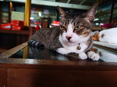 Portrait of an adorable  tabby cat lying on the tableの写真素材