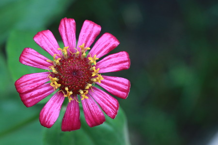 Top view of pink zinnia flower on green backgroundの写真素材