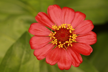 Top view of red zinnia flower on green backgroundの写真素材