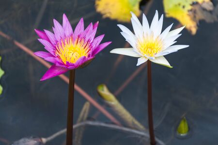 Photo of purple and white lotus in a colorful lotus pondの写真素材