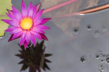 Photo of a purple lotus in a colorful lotus pondの写真素材