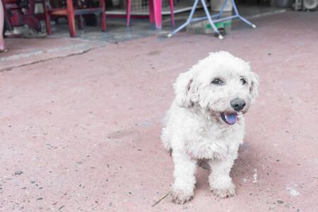 The white dog is acting on camera.の写真素材