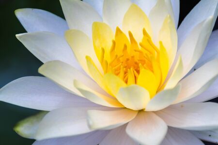 Photo of a white lotus close-up, see yellow stamensの写真素材
