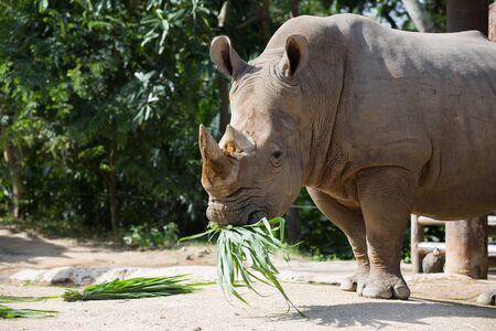 White rhino eating a grassの写真素材