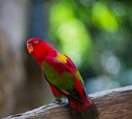 parrot is so beautiful