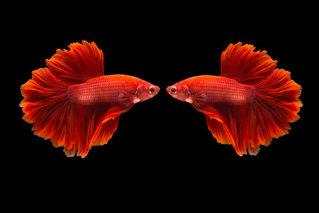 confrontation of siamese fighting fish or betta splendens on black backgroundの写真素材