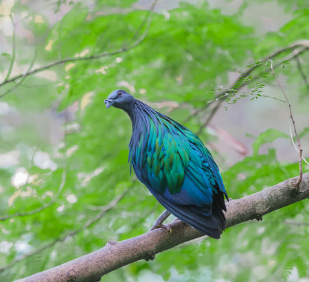 nicobar pigeon on a tree in forestの写真素材