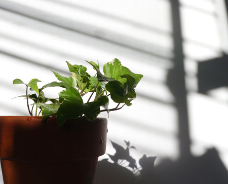 Indoor plant in a pot with shadow on the wall and sunlightの写真素材