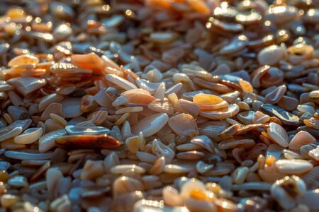 Finely milled shells and wet sand on the beach, sunset time. Close upの写真素材