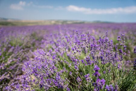violet lavender flowers in the big field in sunny dayの写真素材