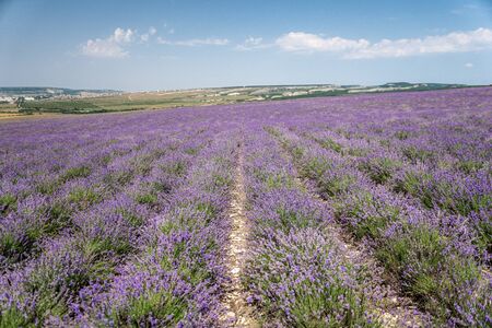 violet lavender flowers in the big field in sunny dayの写真素材