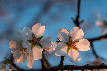 Almond flower close-up. Almonds bloom in early spring. Blooming trees in the sunset light.の写真素材