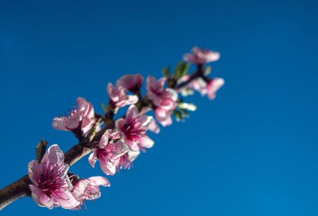 peach flowers blossoming branch, blue sky backgroundの写真素材