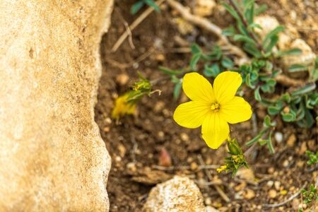 Yellow flowers grow on stone soil. Flowering close-up.の写真素材