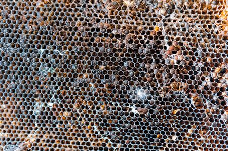 Close Up of Old Dried Honeycomb Without Bees and Larvae. A Wax Hexagonal Built by Honey Bees to...