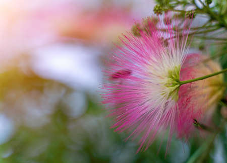 Albizia julibrissin or Lankaran acacia pink flower on green background. Selective focus Flower of Lankaran acacia. Close up. summer card backgroundの写真素材