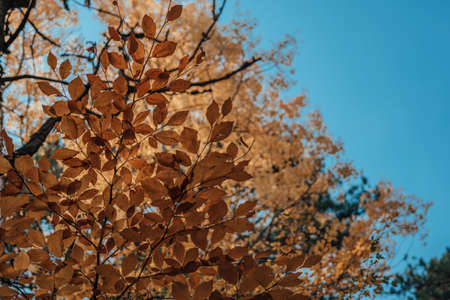Autumn forest. Mystic charming enchanting landscape with a road in the autumn forest and fallen...